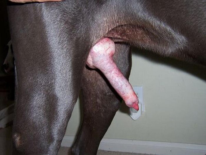Dog knots stuck cock full size