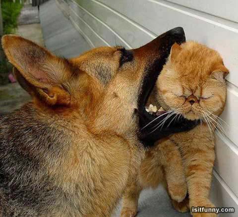 Cats and dogs fighting full size