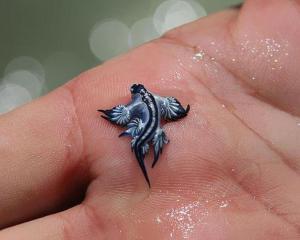 Blue dragon sea slug 605X486 jpeg