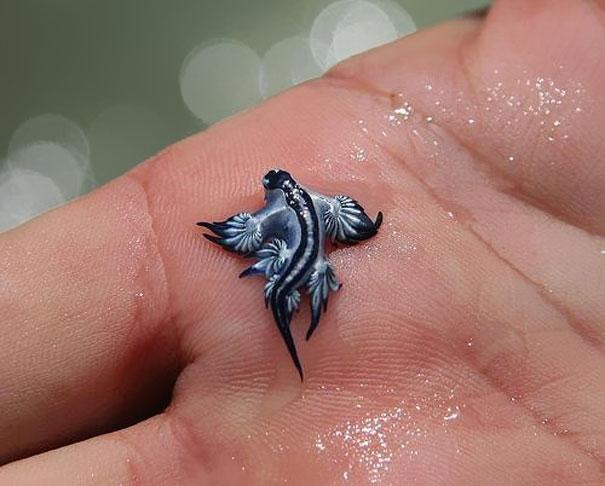 Blue dragon sea slug full size
