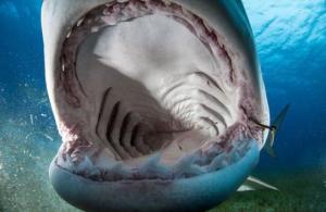 Tiger shark with mouth open 640X416 jpeg