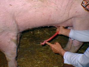 Pig corkscrew penis 640X480 jpeg