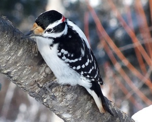 Hairy woodpecker bird house 600X480 jpeg