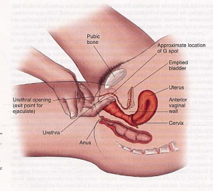 G spot diagram 488X439 jpeg