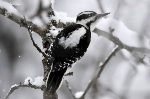 Hairy woodpecker bird 628X416 jpeg