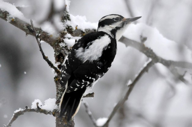 Hairy woodpecker bird full size