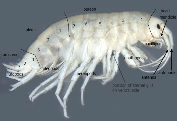 Amphipod diagram full size