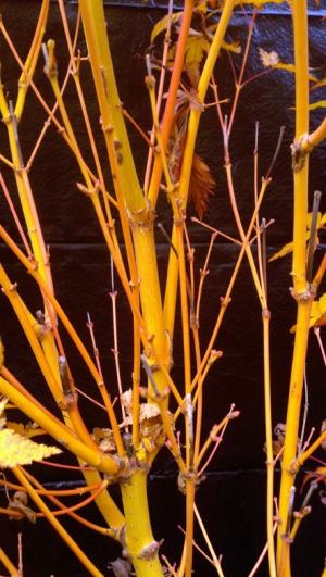 Bihou japanese maple 442X783 jpeg