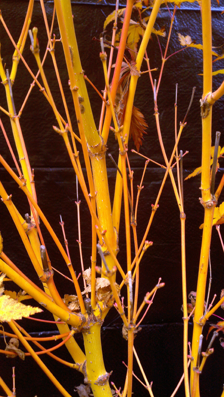 Bihou japanese maple full size