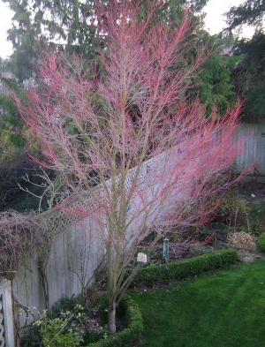 Red coral bark japanese maple 488X640 jpeg