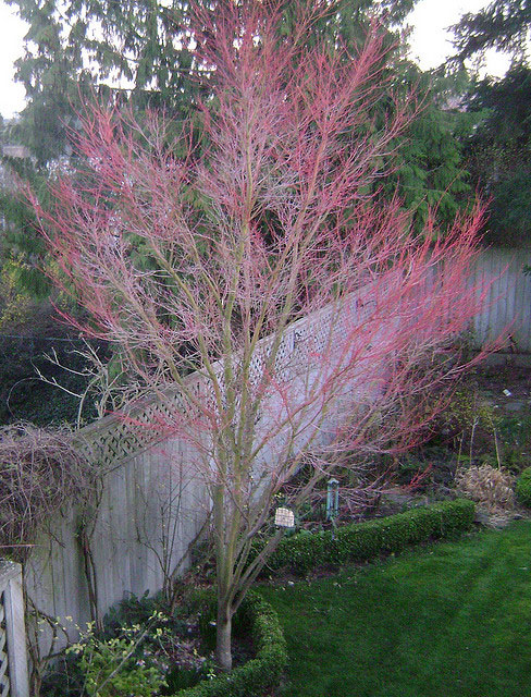 Red coral bark japanese maple full size