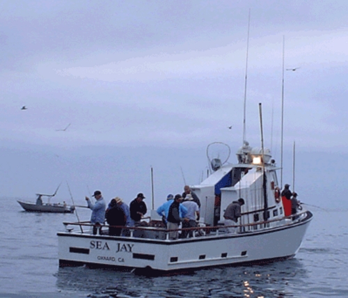 Sea jay sport fishing full size