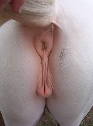 Mare horse pussy vagina 960X1293 jpeg