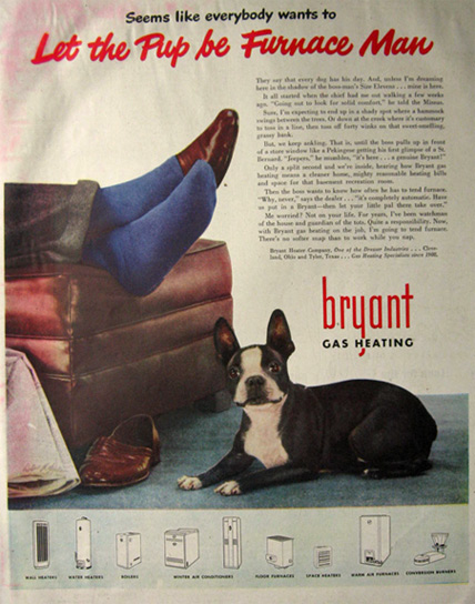 Bryant gas heating boston terrier picture full size