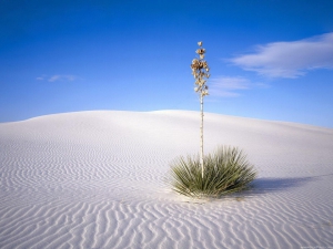 White sands national monument new mexico 960X720 jpeg