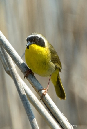 Picture of common yellow throat 407X600 jpeg
