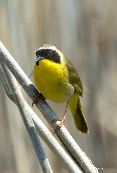 Picture of common yellow throat full size