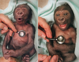 Baby gorilla cold stethoscope 960X756 jpeg