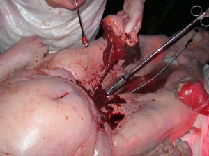 Girls bleeding sex 720X540 jpeg