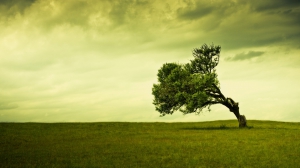 Tree desktop 960X540 jpeg