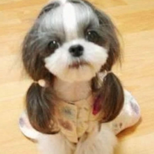 Funny dog haircuts 500X500 jpeg