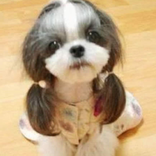 Funny dog haircuts full size