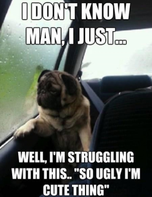 Cute pug memes 450X583 jpeg