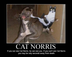 Funny ninja cat 640X512 jpeg