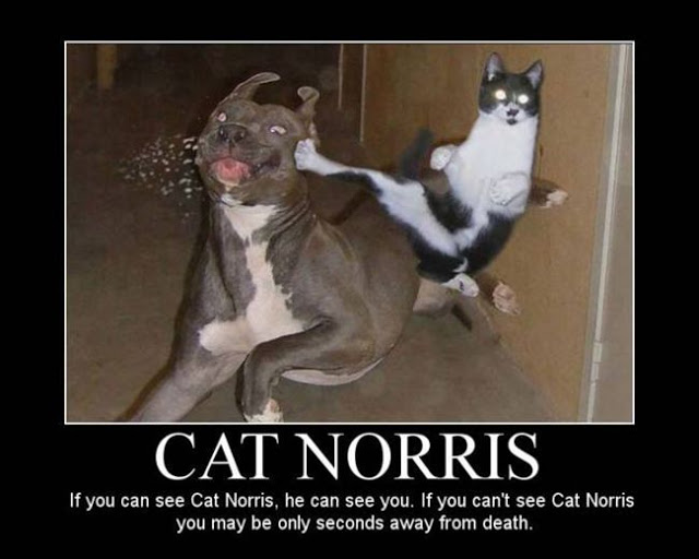 Funny ninja cat full size