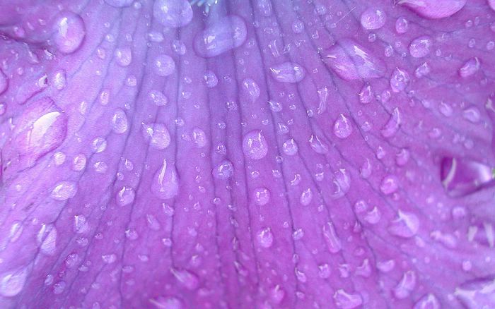 Purple raindrops full size