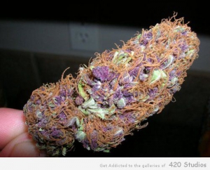 Purple marijuana nugs 500X404 jpeg
