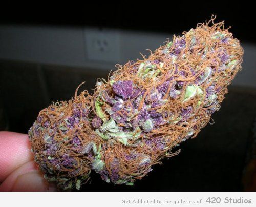 Purple marijuana nugs full size