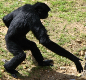 Gorilla sex stories 960X903 jpeg