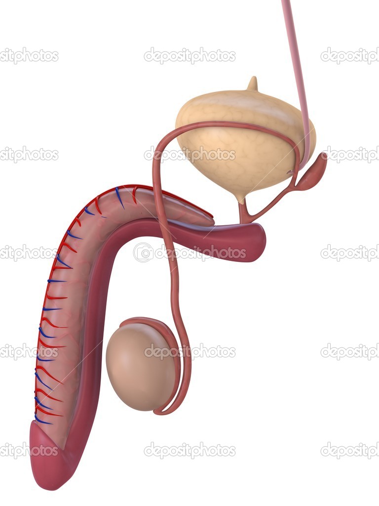 Human anatomy penis full size
