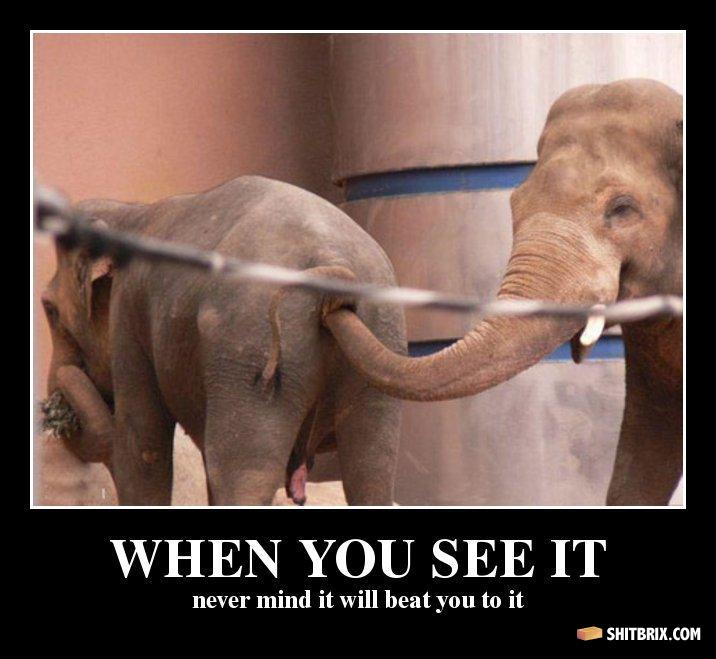 Porn sex with elephants full size
