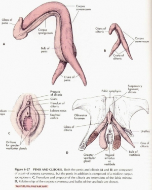 Clitoris anatomy 504X628 jpeg