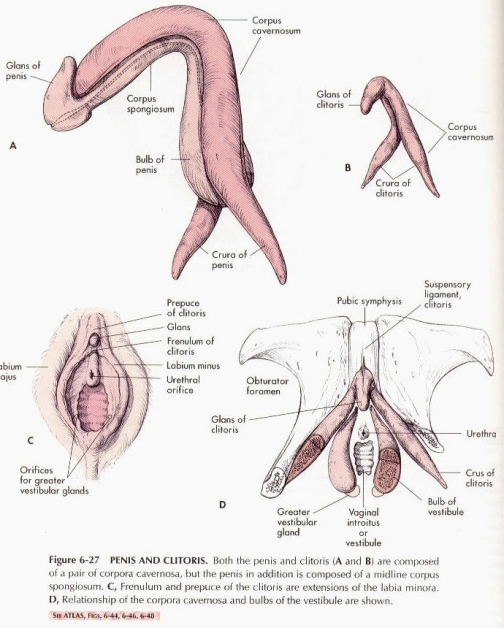 Clitoris anatomy full size
