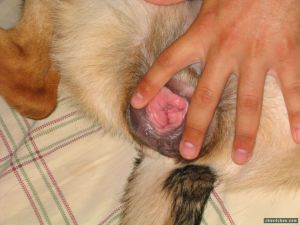 Fucking female dog pussy 960X720 jpeg