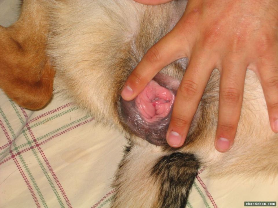 Fucking female dog pussy full size