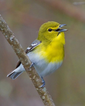 Yellow throated vireo 512X640 jpeg