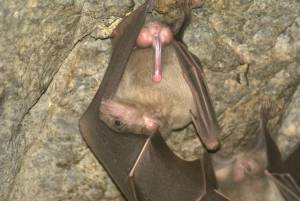 Bat animal penis 960X644 jpeg