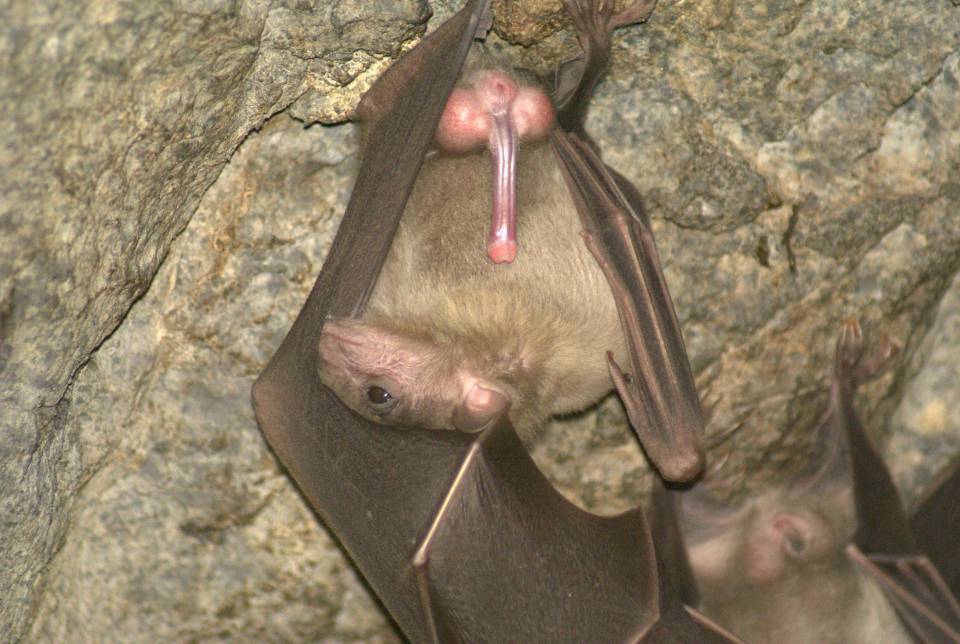 Bat animal penis full size
