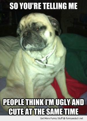 Funny pug memes 476X659 jpeg