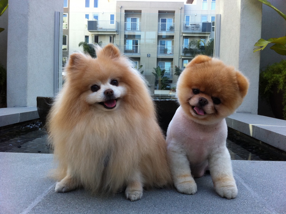 Boo world s cutest dog full size