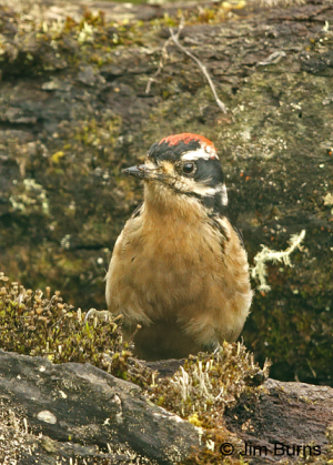 Male hairy woodpecker 429X600 jpeg