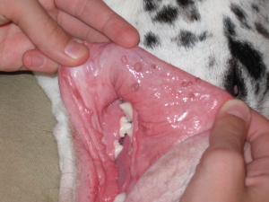 Dog wart on tongue 960X720 jpeg