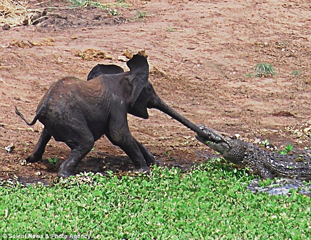 Baby elephant vs crocodile full size