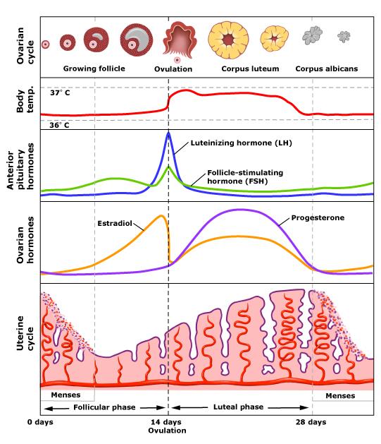 Hormones and menstrual cycle full size