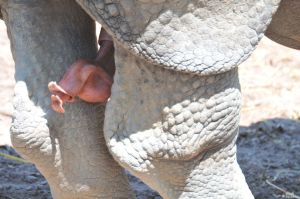 Rhino penis 960X637 jpeg