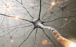 Nervous system neurons 960X600 jpeg